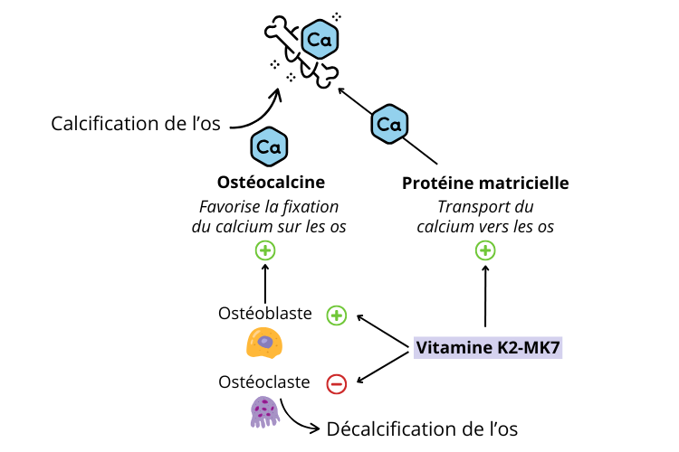 Bienfaits de la vitamine D3